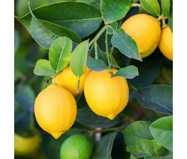 The Zesty All-Rounder in the Citrus Family