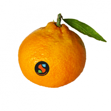 Satsuma Mandarin