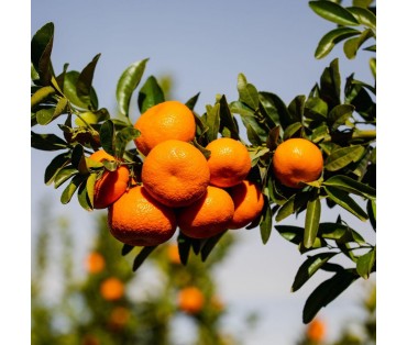 The Marvelous Mandarin: Exploring the World of Citrus Delight