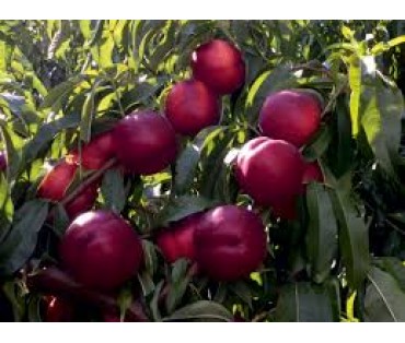 Nectarines, The Smooth-Skinned Sibling of Peaches