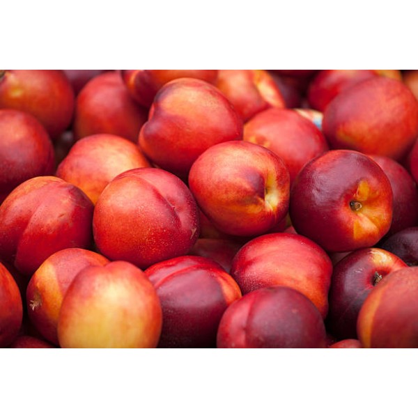 Nectarine